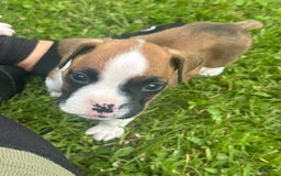 Boxer dogs for sale: Blue - Image 2