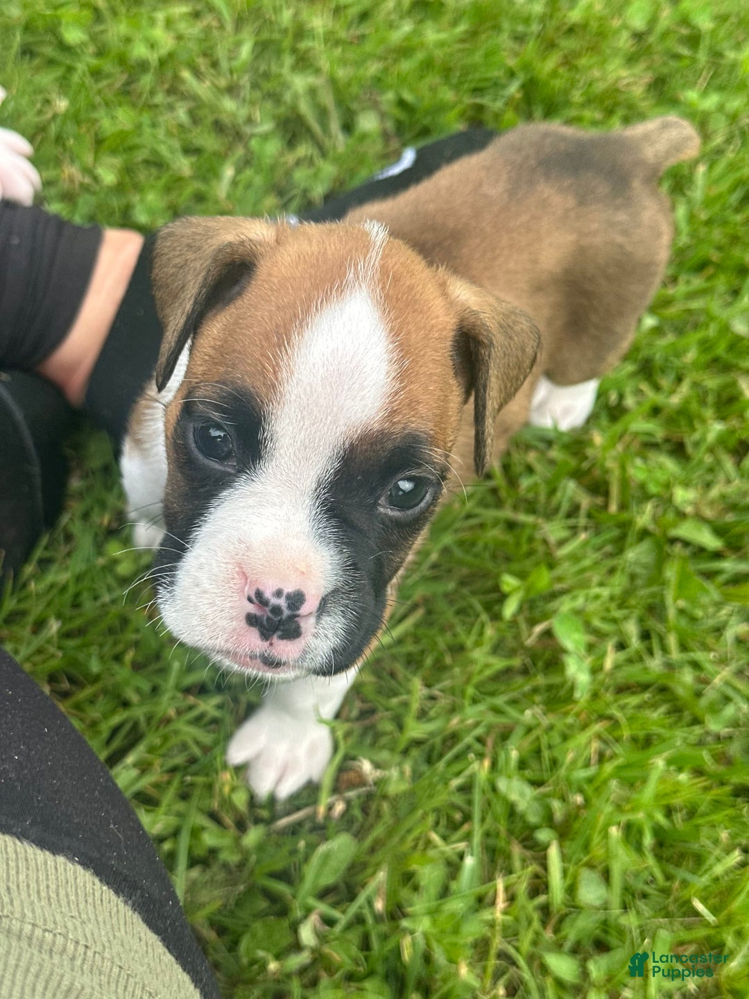 Boxer dogs for sale: Blue - Image 2