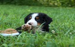 Bernese Mountain Dog dogs for sale: Sage - Image 19