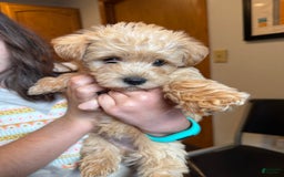Miniature Poodle dogs for sale: King Julian - Image 2