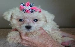 Maltipoo dogs for sale: Amara - Image 17