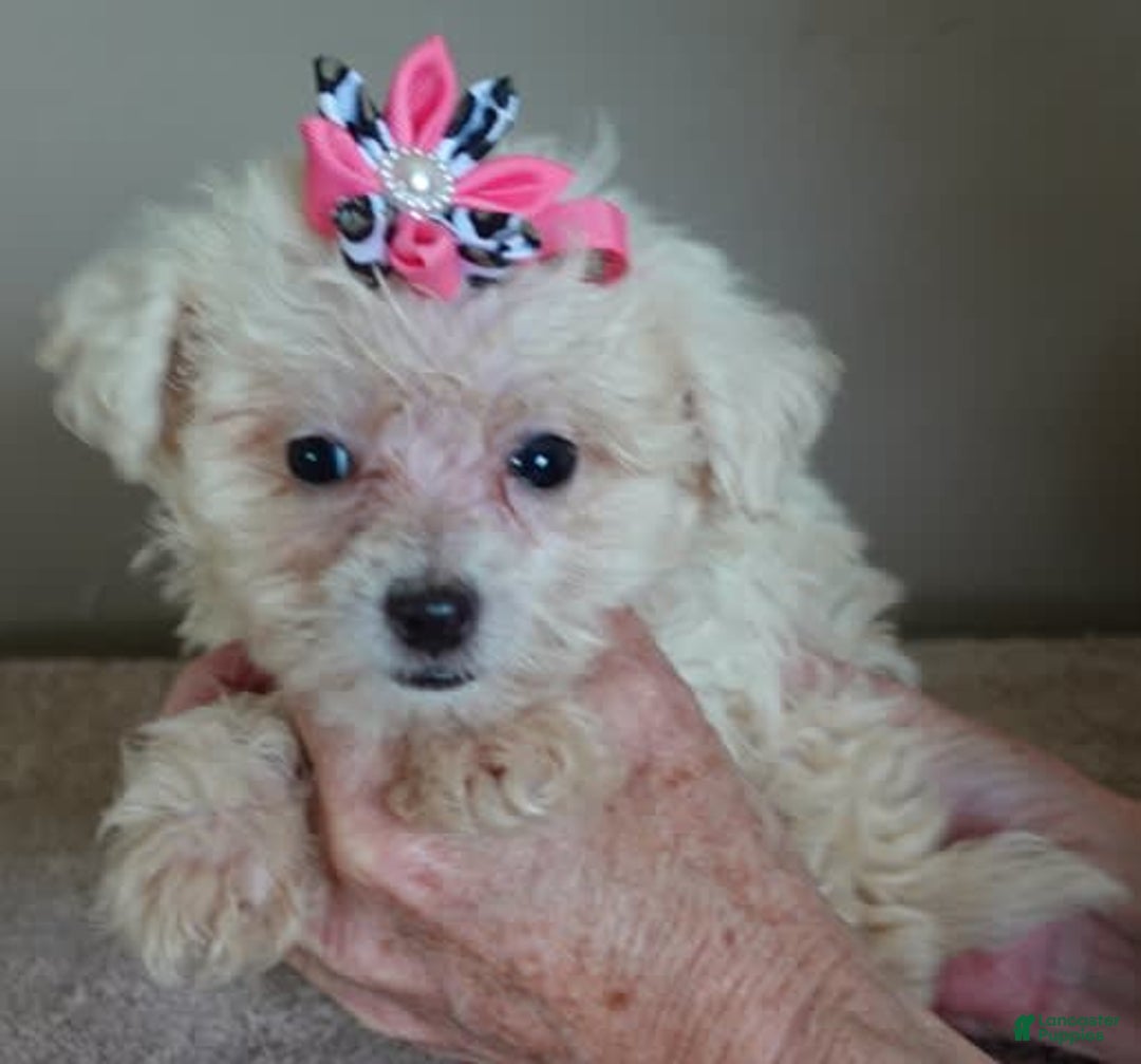 Maltipoo dogs for sale: Amara - Image 17