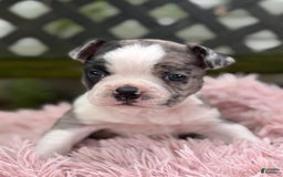 Frenchton dogs for sale: Jaida - Image 18