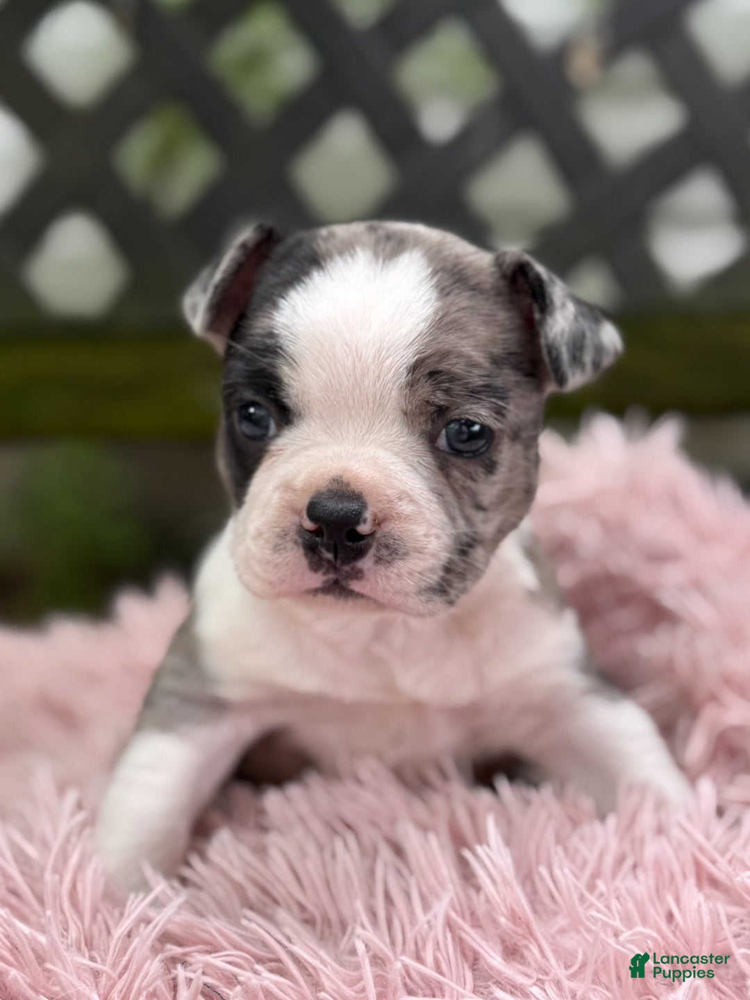 Frenchton dogs for sale: Jaida - Image 18