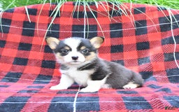 Welsh Corgi Pembroke dogs for sale: Sarge - Image 1