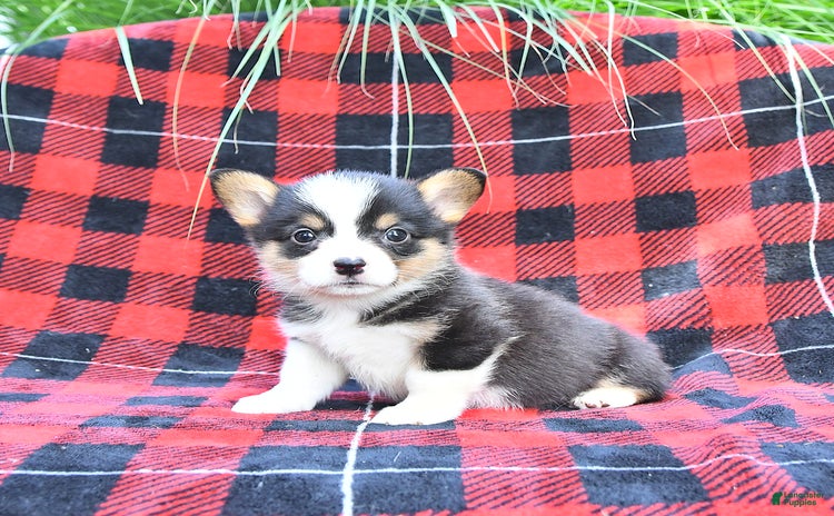 Welsh Corgi Pembroke dogs for sale - Ad 4