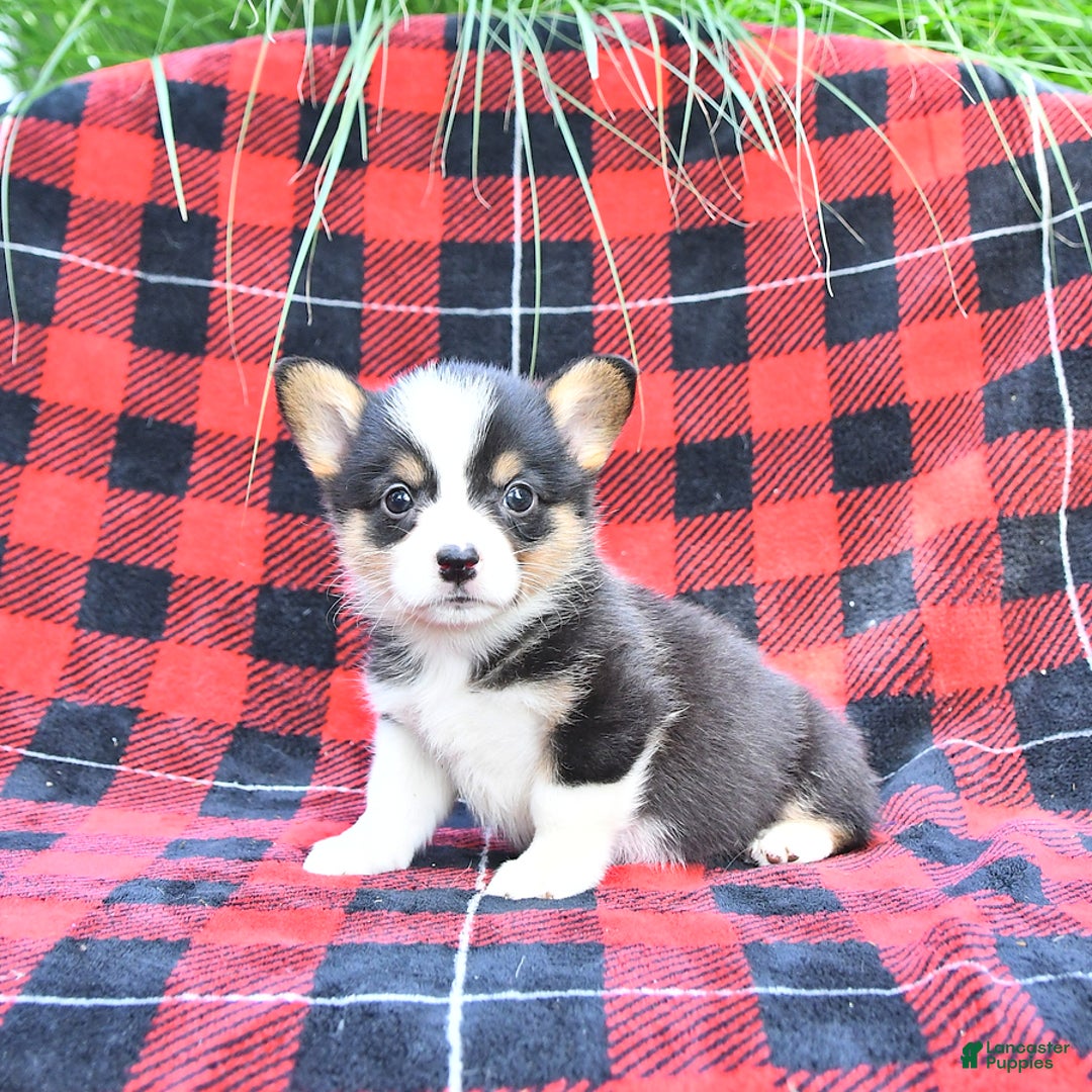 Welsh Corgi Pembroke dogs for sale: Sarge - Image 1