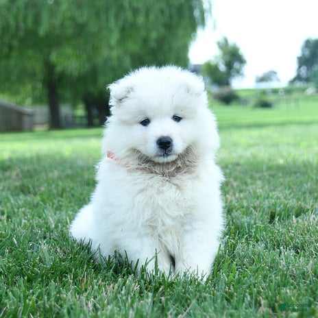 Samoyed dogs for sale - Ad 1
