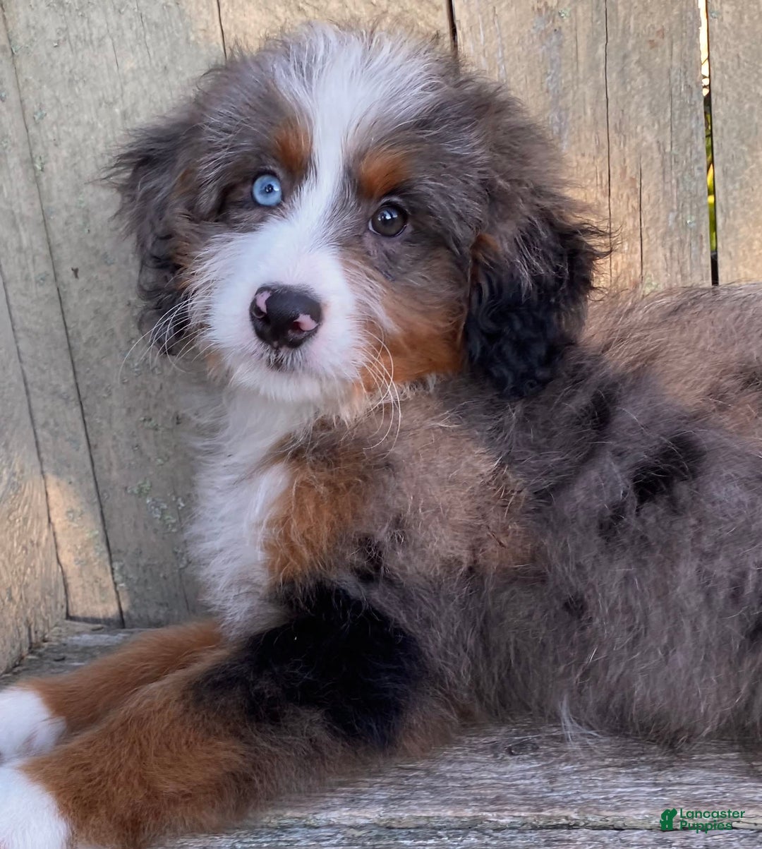Mini Bernedoodle dogs for sale: 💛 In Boston Massachusetts 💛 One Blue Eye 💛 Mini Bernedoodle 💛 - Image 5