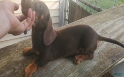 Miniature Dachshund dogs for sale: Nova - Image 9