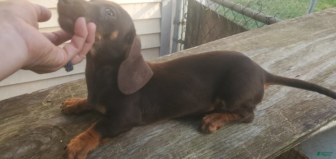 Miniature Dachshund dogs for sale: Nova - Image 9