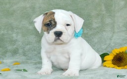 English Bulldog dogs for sale: Spot - Image 8
