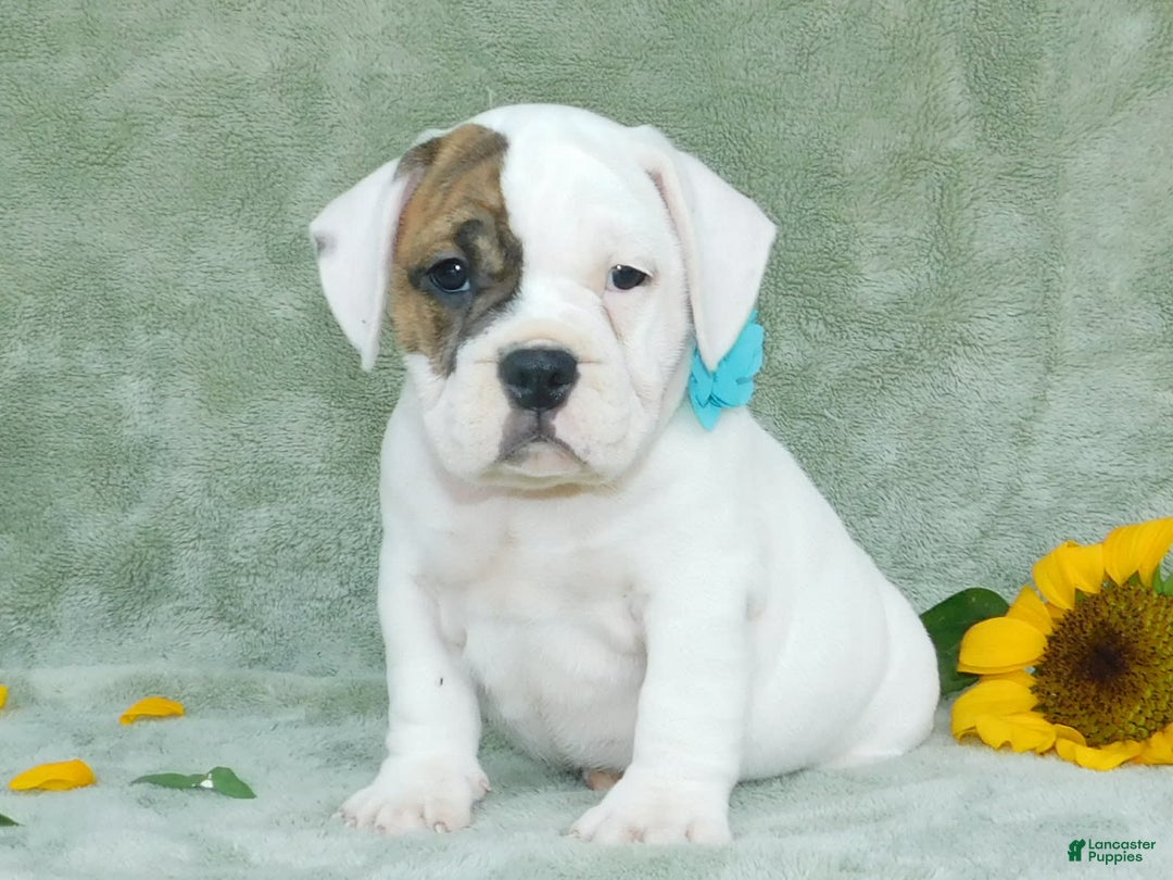 English Bulldog dogs for sale: Spot - Image 8