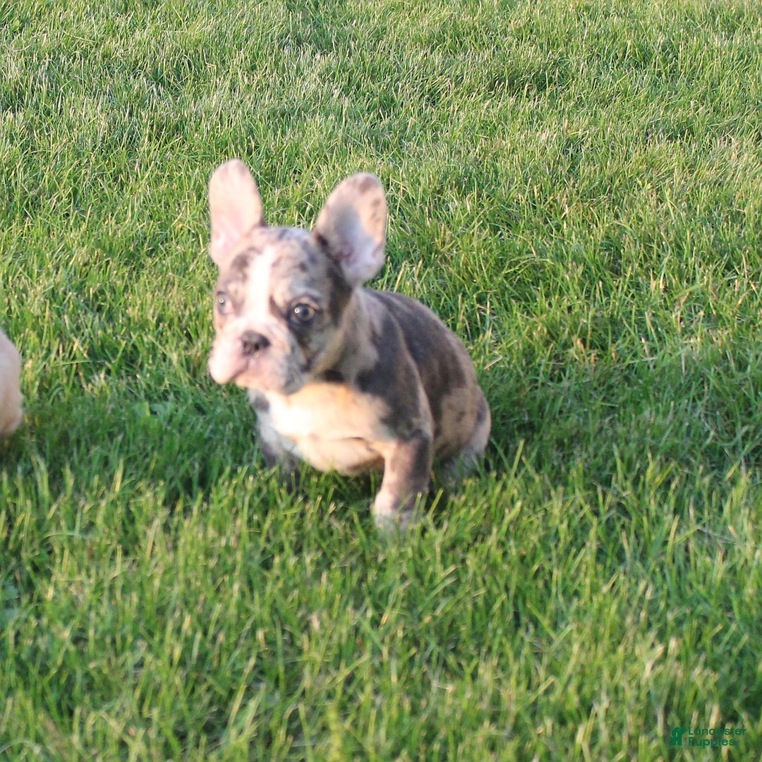 French Bulldog dogs for sale: French Bulldog 2 puppies - Image 9
