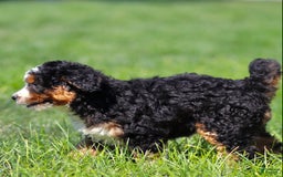 Mini Bernedoodle dogs for sale: Brooklyn - Image 2