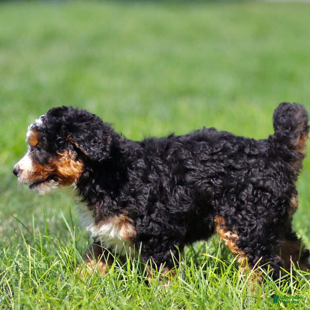 Mini Bernedoodle dogs for sale: Brooklyn - Image 2