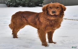 Golden Retriever dogs for sale: Sapphire - Image 5
