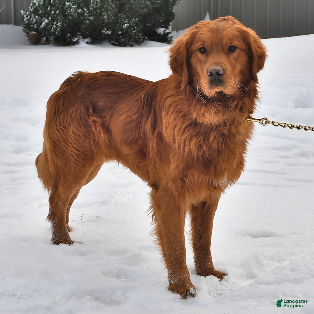 Golden Retriever dogs for sale: Sapphire - Image 5