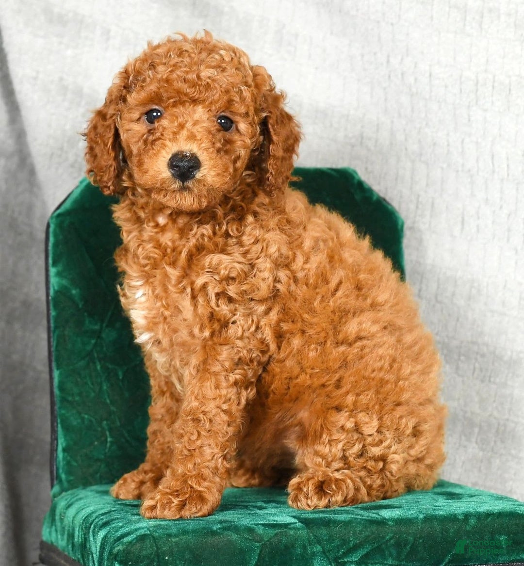 Miniature Poodle dogs for sale: Destiny - Image 3