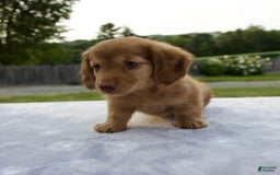 Miniature Dachshund dogs for sale: Sunny - Image 9