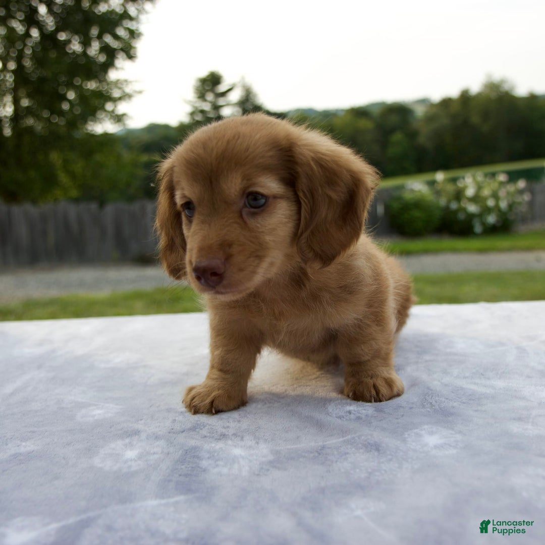 Miniature Dachshund dogs for sale: Sunny - Image 9