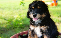 Mini Bernedoodle dogs for sale: Jasper - Image 2