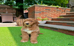 Goldendoodle dogs for sale: Snoopy - Image 3