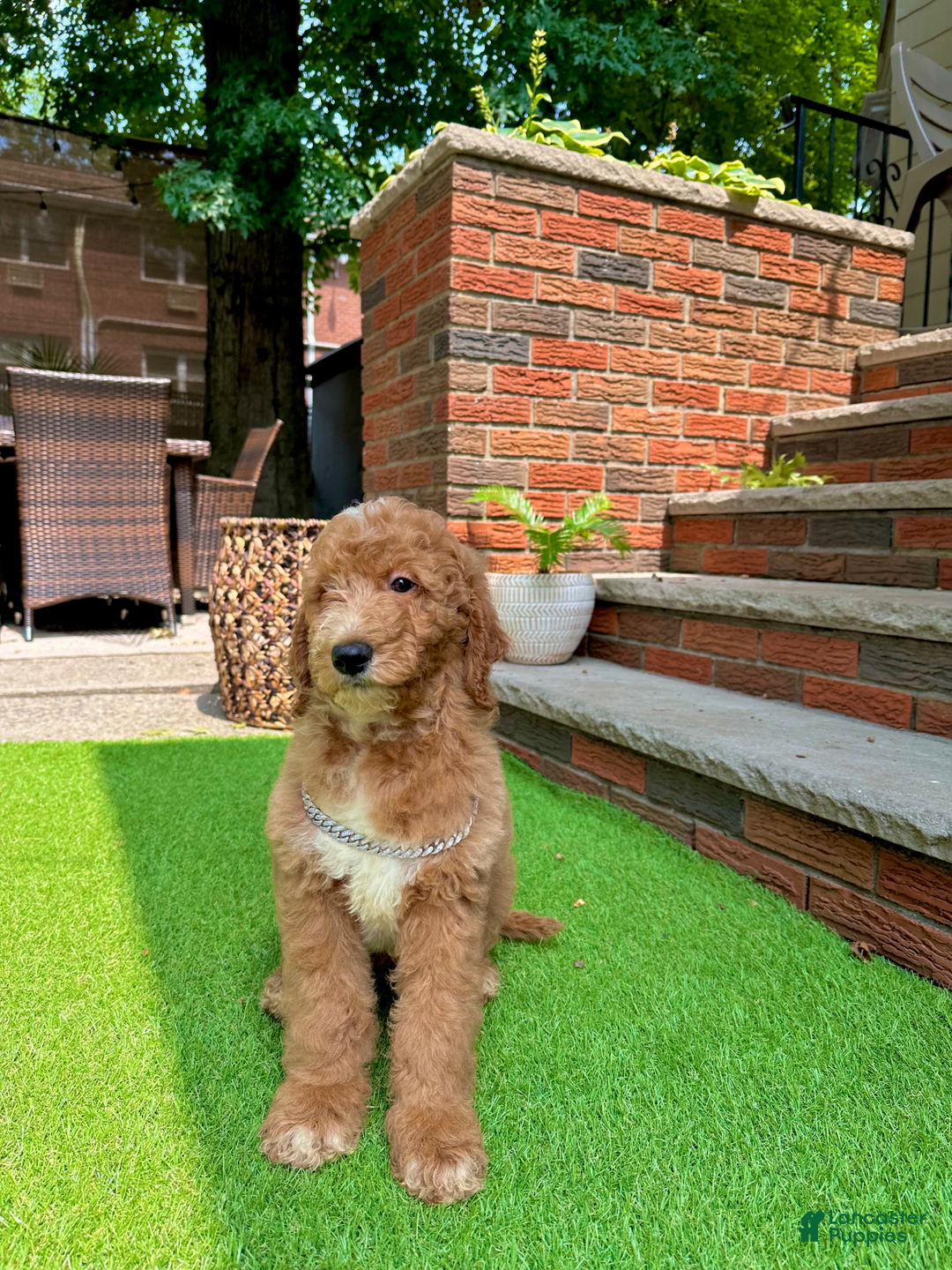 Goldendoodle dogs for sale: Snoopy - Image 3