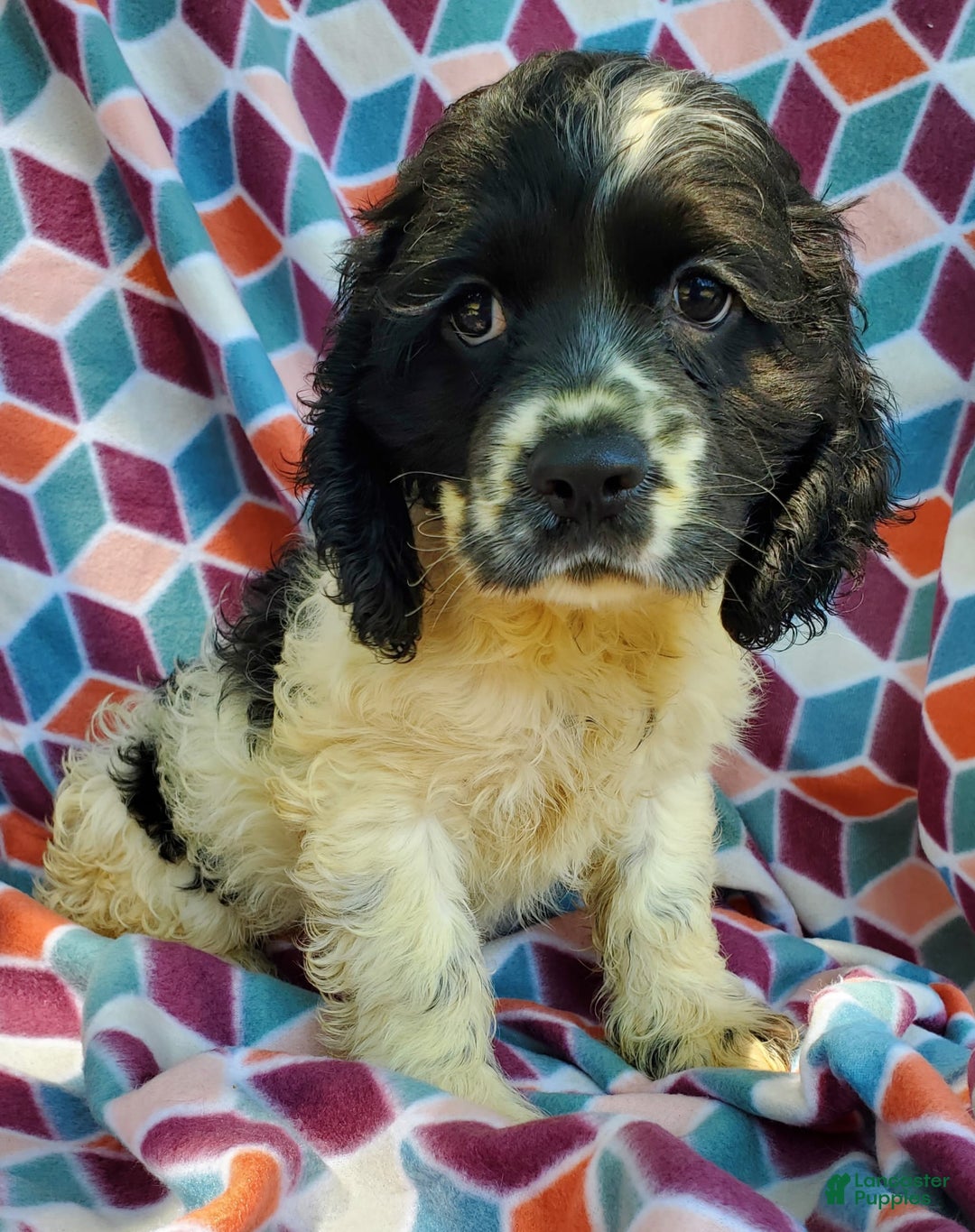 Cocker Spaniel dogs for sale: Nash - Image 23