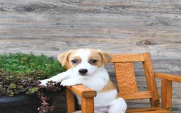 Jack Russell Terrier dogs for sale: Ranger - Image 13