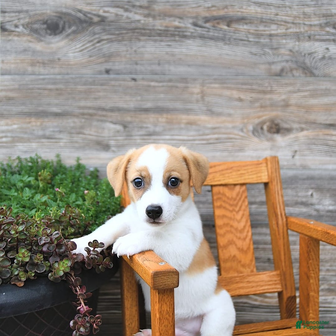 Jack Russell Terrier dogs for sale: Ranger - Image 13