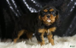 Cavalier King Charles Spaniel dogs for sale: Birdie - Image 5