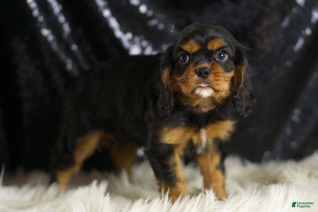 Cavalier King Charles Spaniel dogs for sale: Birdie - Image 5