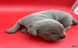 Cane Corso dogs for sale: Iccf Rare Isabella Simba - Image 3