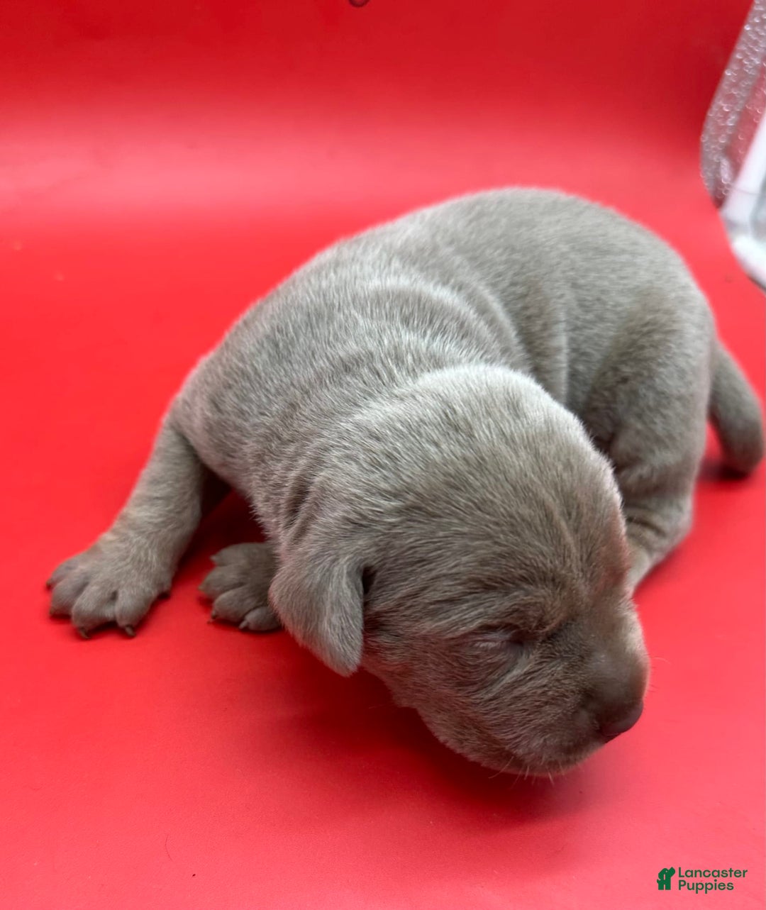 Cane Corso dogs for sale: Iccf Rare Isabella Simba - Image 3