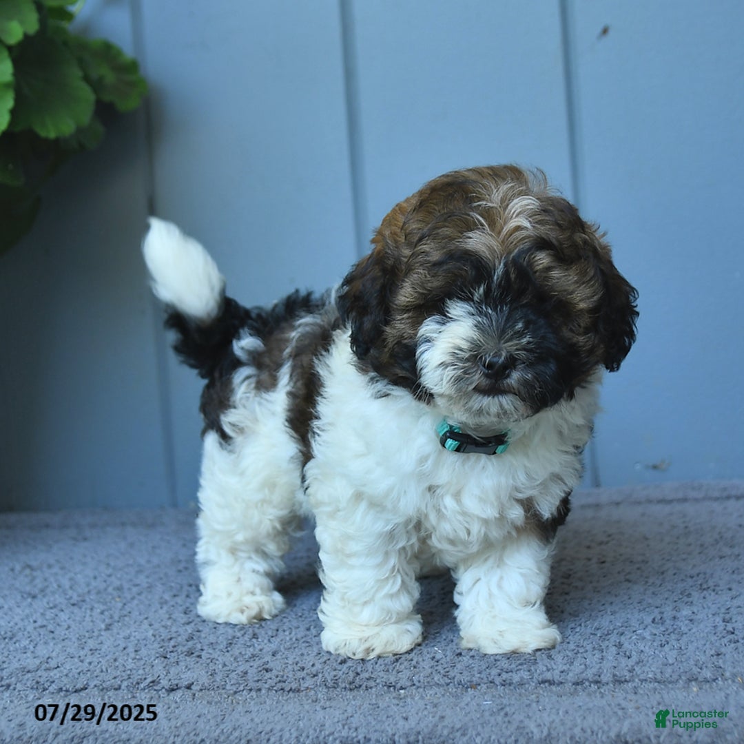 Shihpoo dogs for sale: Harper - Image 3