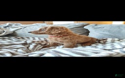 Miniature Poodle dogs for sale: Red - Image 1