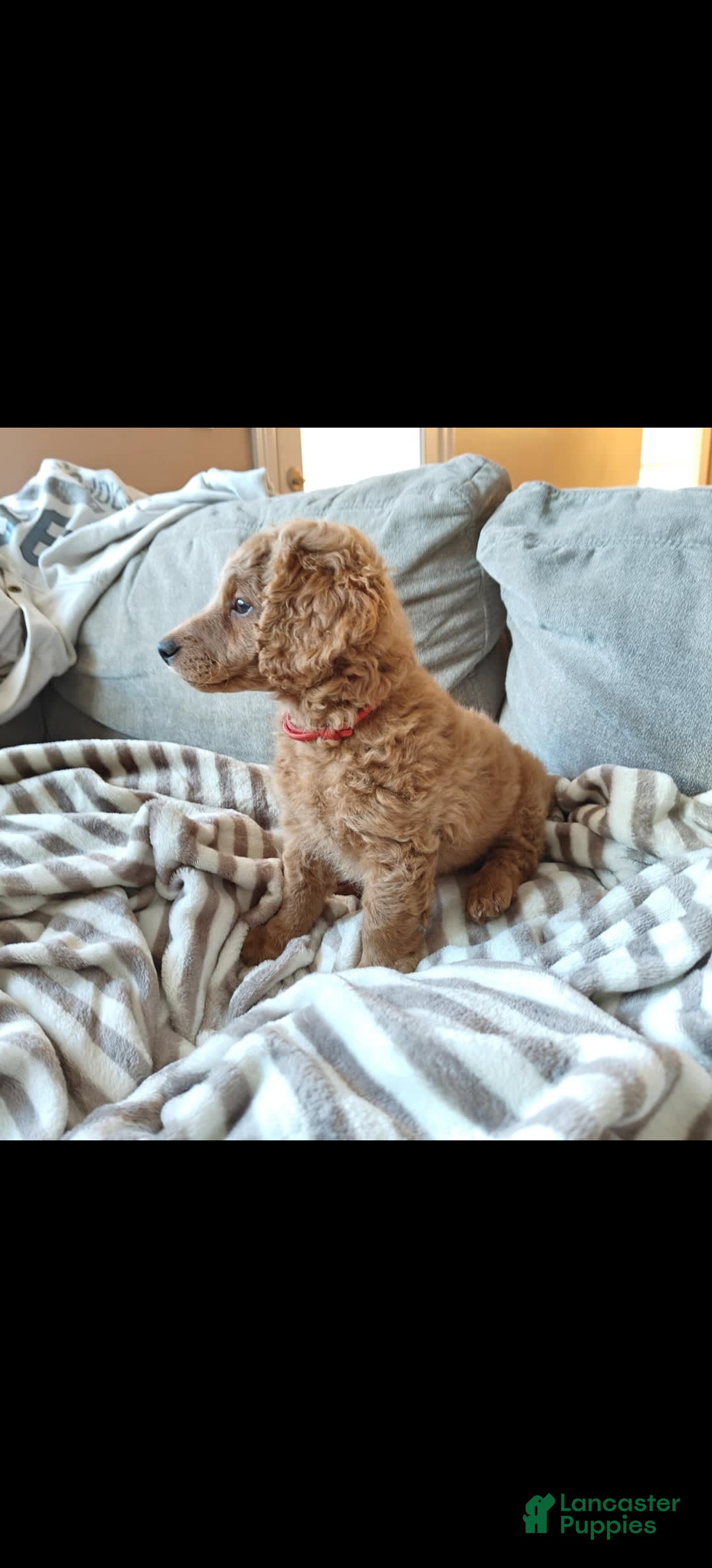 Miniature Poodle dogs for sale: Red - Image 1