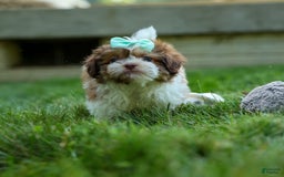 Shih Tzu dogs for sale: Rusty - Image 21