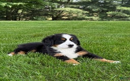Bernese Mountain Dog dogs for sale: Ivy - Image 7