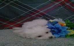 Maltese dogs for sale: Dawson - Image 8