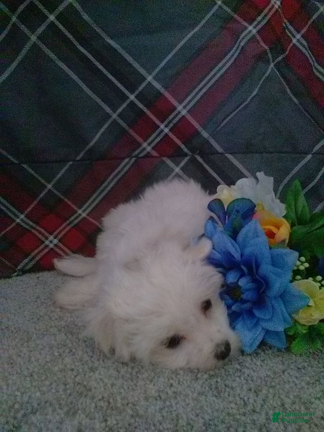 Maltese dogs for sale: Dawson - Image 8