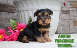 Yorkshire Terrier dogs for sale: Austin - Image 1