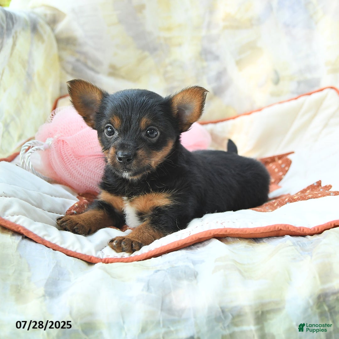 Yorkshire Terrier dogs for sale: Yorkshire Terrier 6 puppies - Image 6