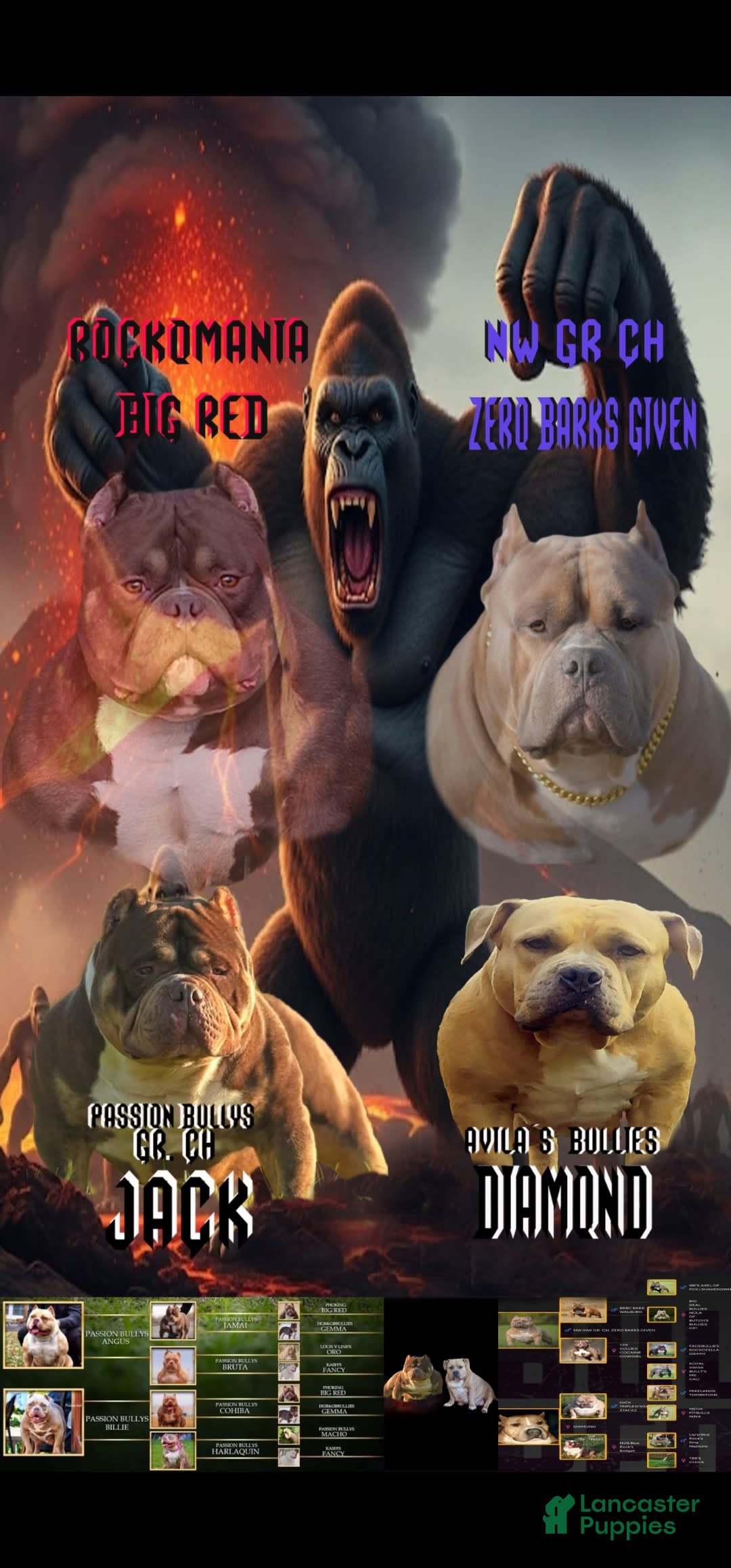 American Bully dogs for sale: National Champion Jack - Image 1