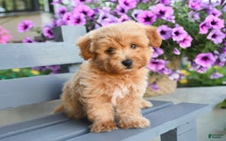Havapoo dogs for sale: Murphy - Image 3