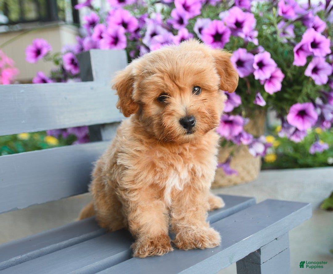 Havapoo dogs for sale: Murphy - Image 3
