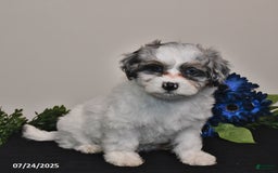 Shihpoo dogs for sale: Jenny - Image 4