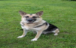 German Shepherd dogs for sale: Elliot - Image 2
