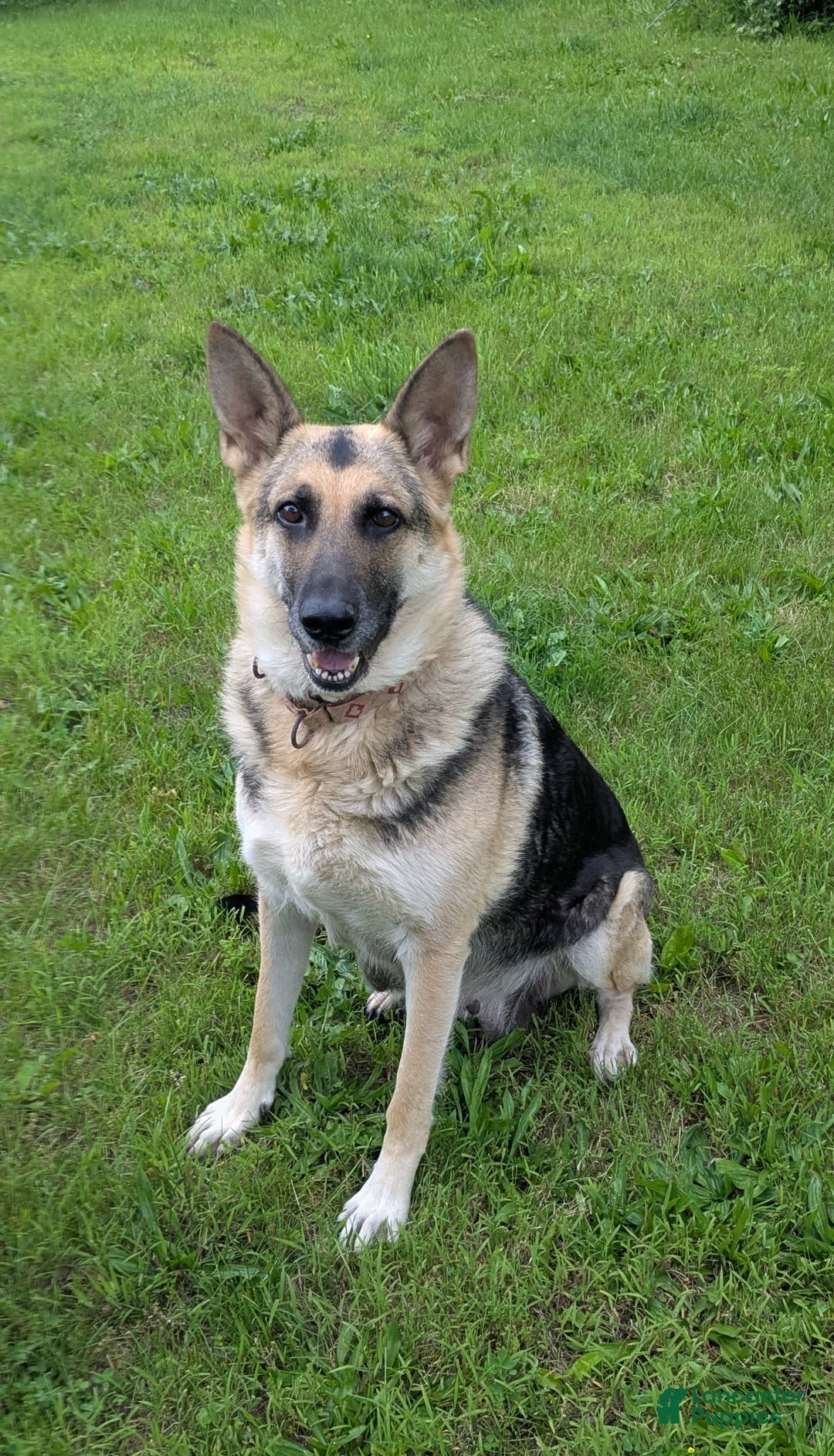 German Shepherd dogs for sale: Elliot - Image 2